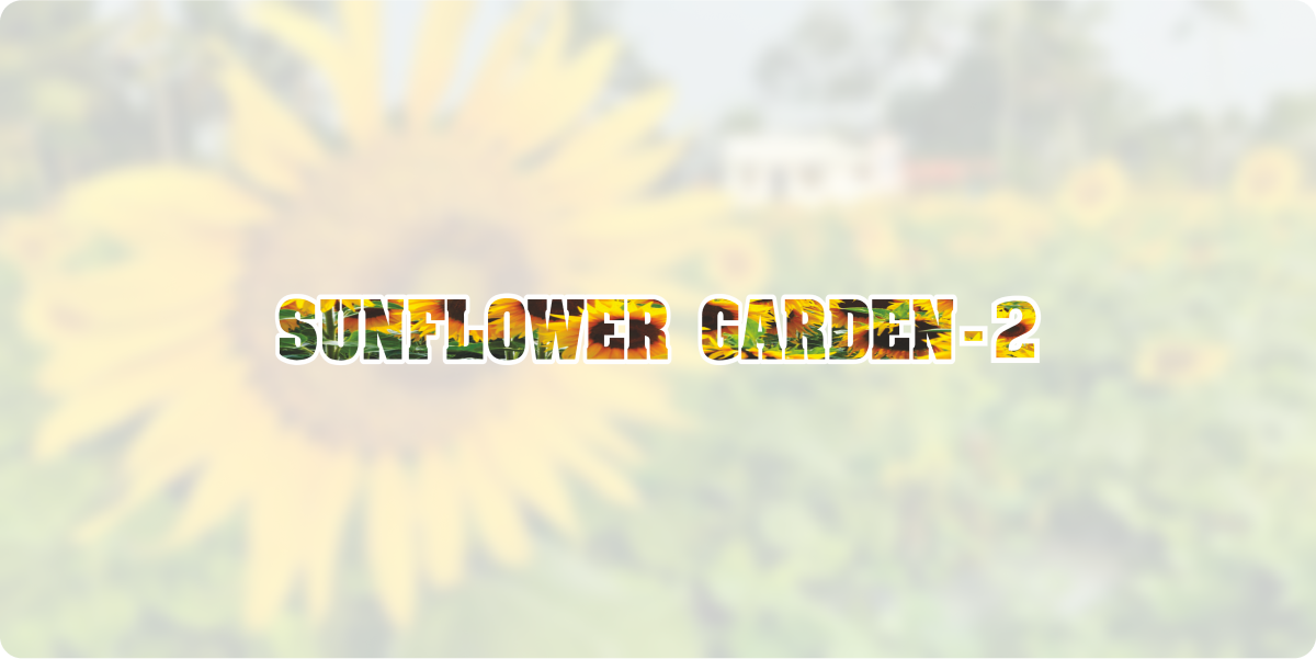 Sunflower garden 2